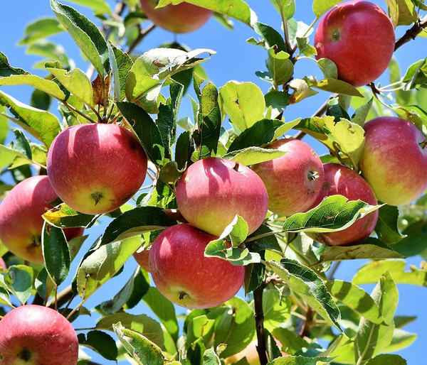 Winterapfel 'Florina'