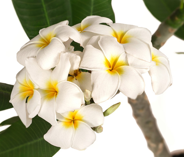 Frangipani - Plumeria cultivars, verschiedene Sorten