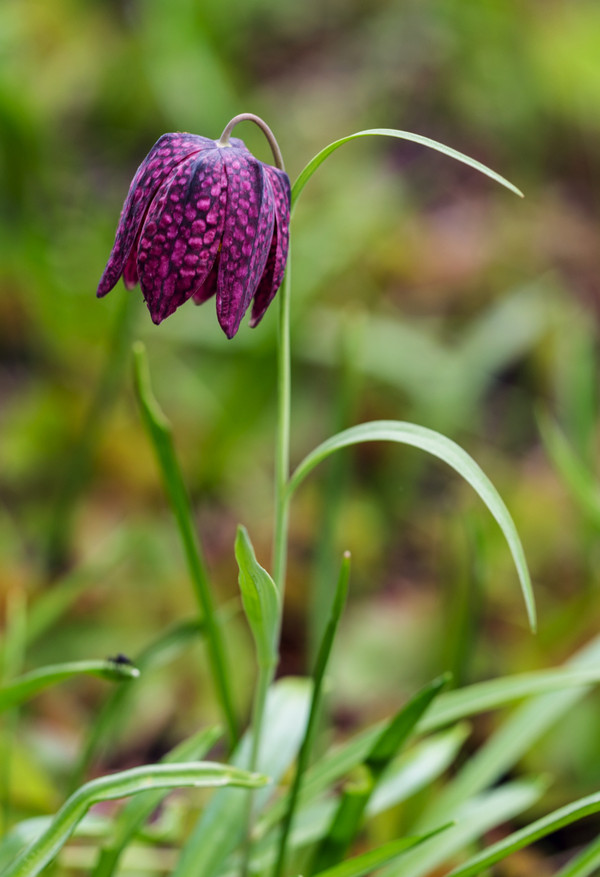 Schachbrettblume - Kibitzei