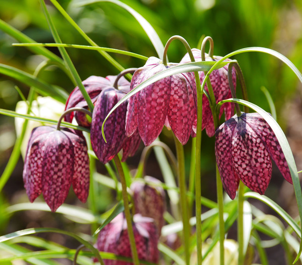 Schachbrettblume - Kibitzei