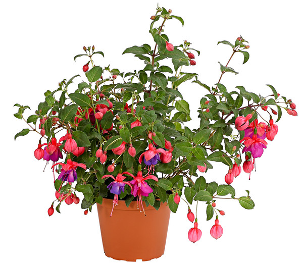 XXL Fuchsie, stehend, verschiedene Sorten