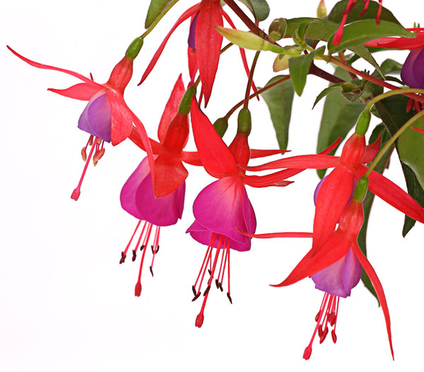 Winterharte Fuchsie, verschiedene Sorten