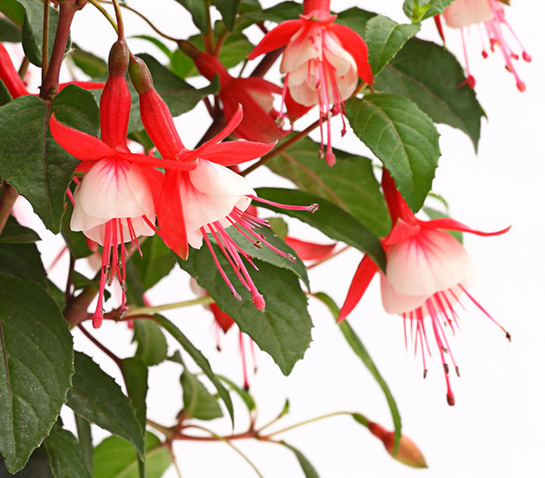 Winterharte Fuchsie, verschiedene Sorten