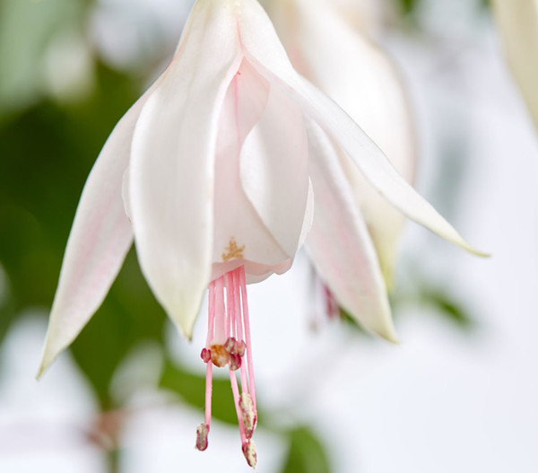 Winterharte Fuchsie, verschiedene Sorten