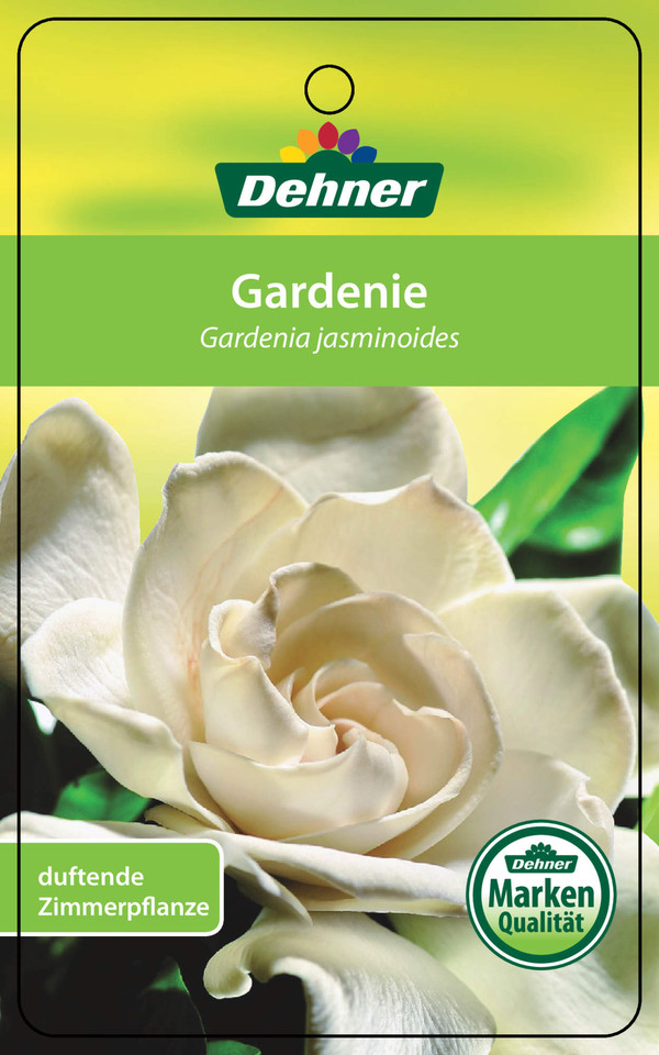 Gardenie - Gardenia jasminoides, creme