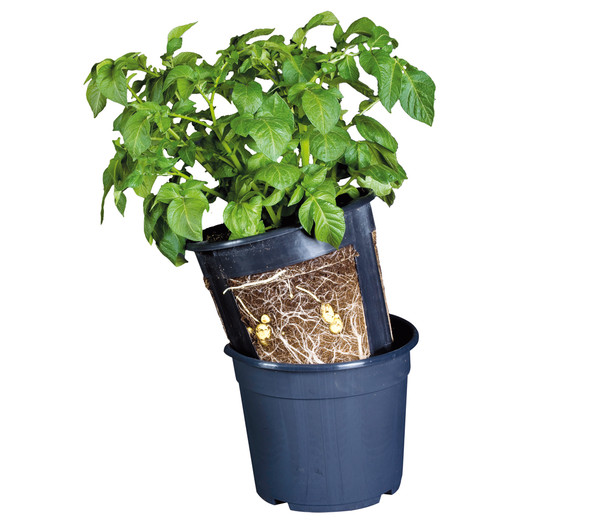 Gardenlife Potato Pot, schwarz, ca. Ø30/H27 cm