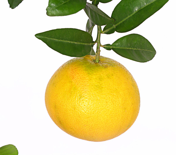 Gelbe Grapefruit