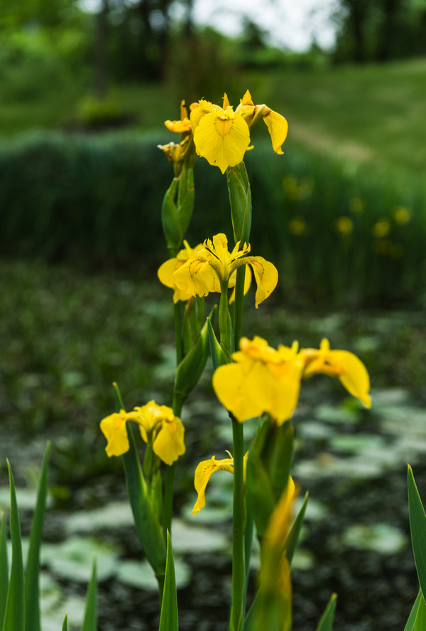 Gelbe Sumpf-Iris