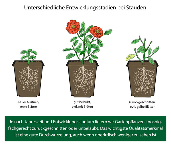 Storchschnabel 'Rozanne®'