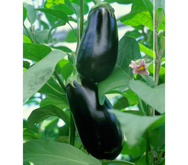 Dehner Gourmet Garten Aubergine, veredelt