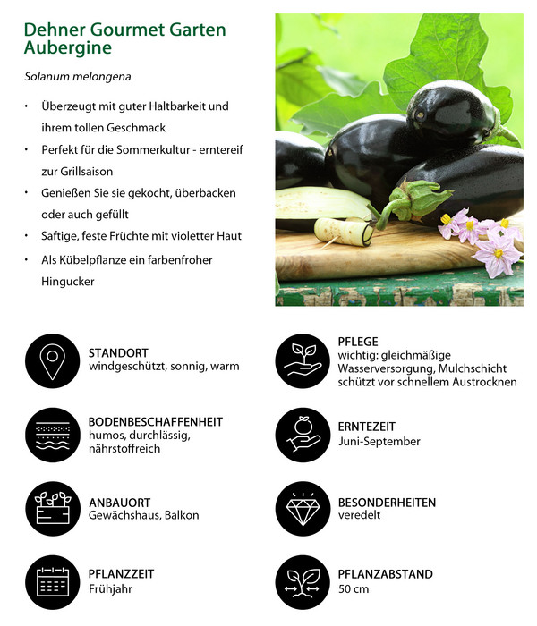 Dehner Gourmet Garten Aubergine, veredelt