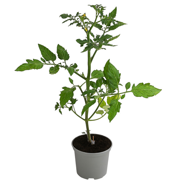 Dehner Gourmet Garten Cherrytomate, veredelt