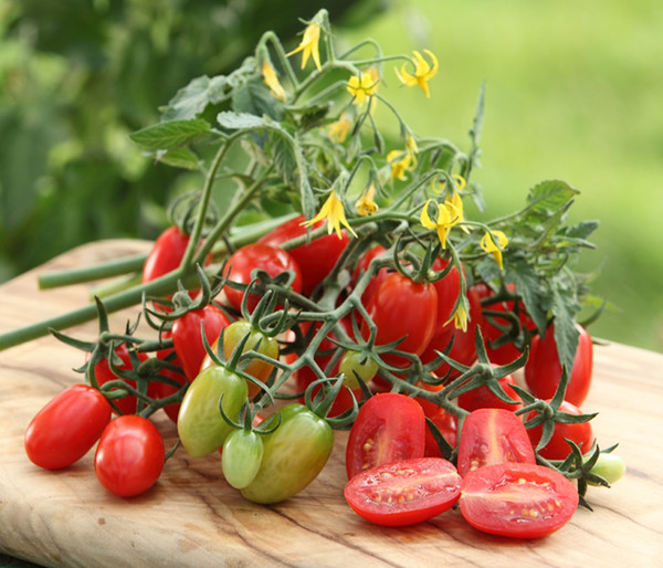 Dehner Gourmet Garten Datteltomate, veredelt