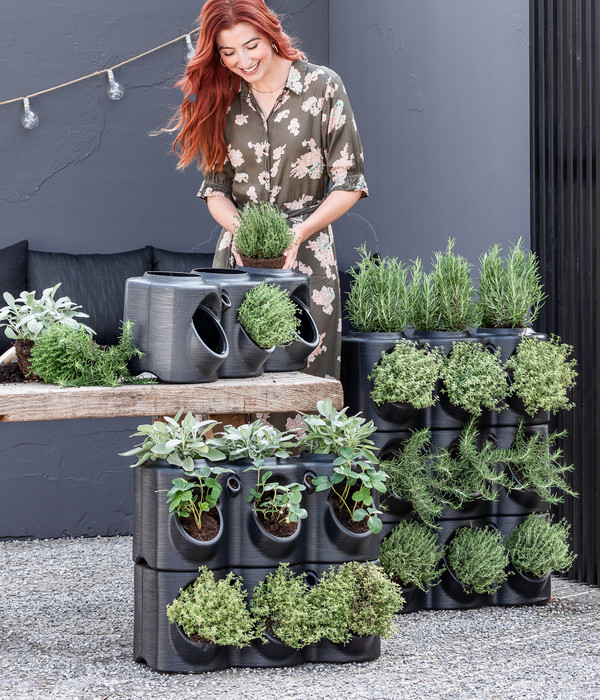 Dehner Gourmet Garten Hänge-Rosmarin