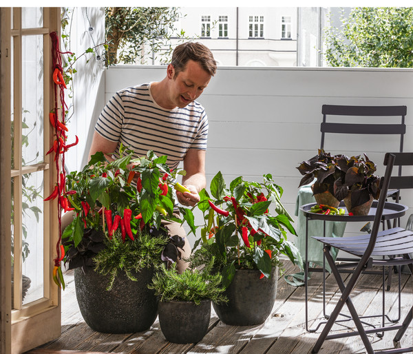 Dehner Gourmet Garten Hänge-Rosmarin