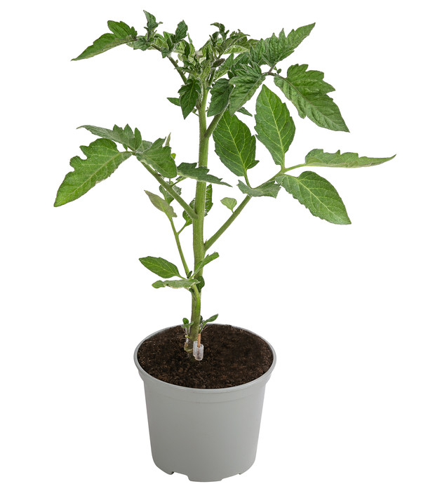 Dehner Gourmet Garten Tomate rund, veredelt