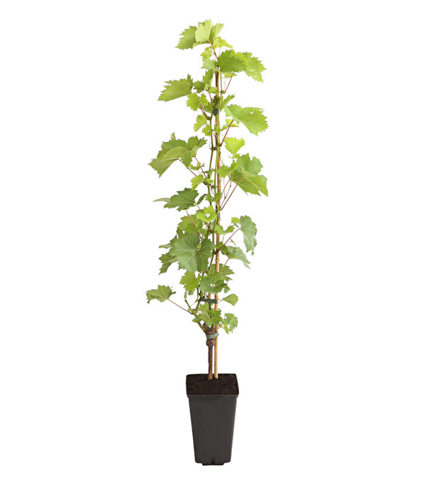 Dehner Gourmet Garten Tafeltraube 'Palatina'