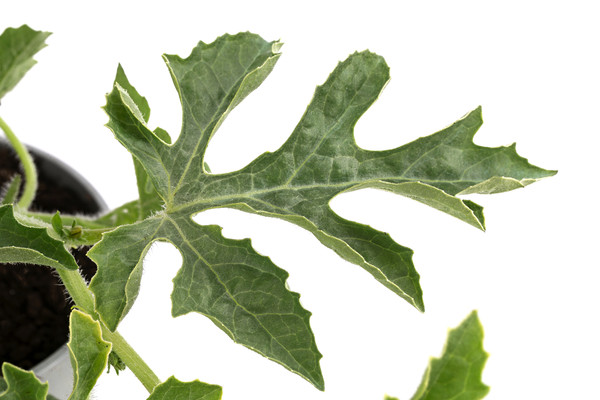 Dehner Gourmet Garten Wassermelone, veredelt