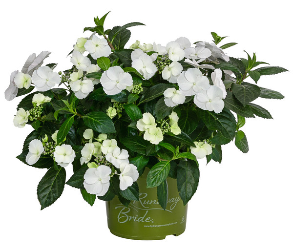 Girlanden-Hortensie 'Runaway Bride®'