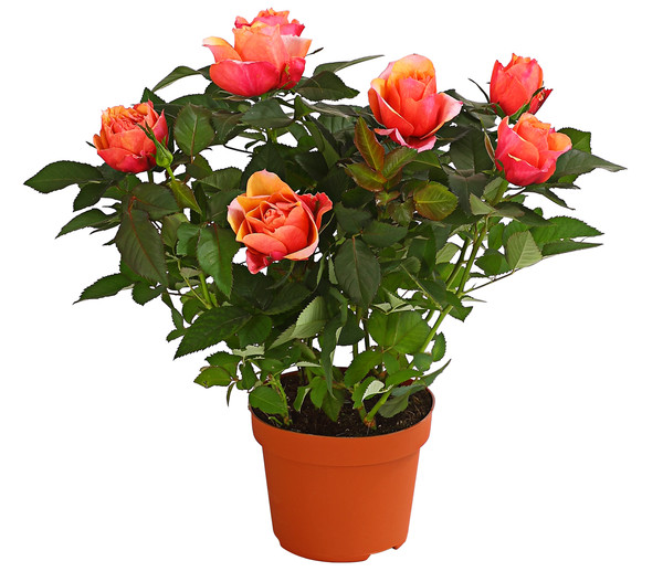 Großblütige Topfrose - Rosa chinensis, verschiedene Farben