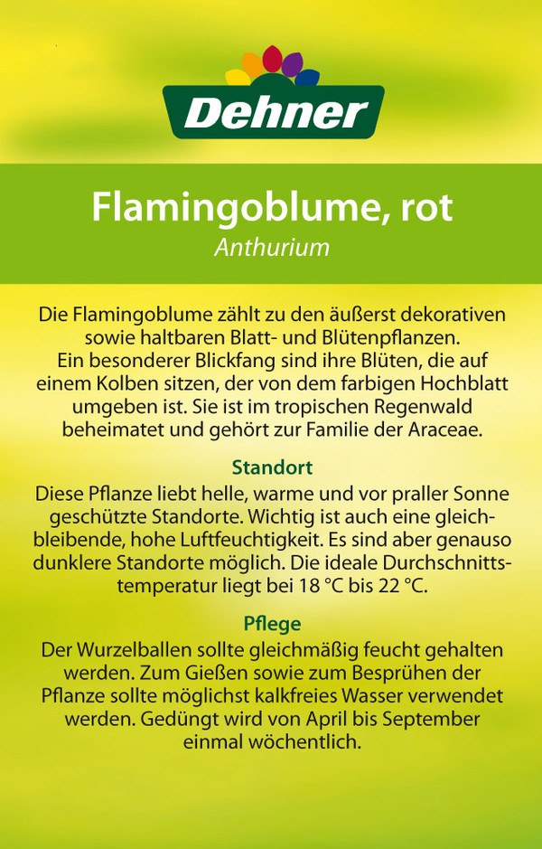 Große Flamingoblume - Anthurium andreanum 'Frankonien'