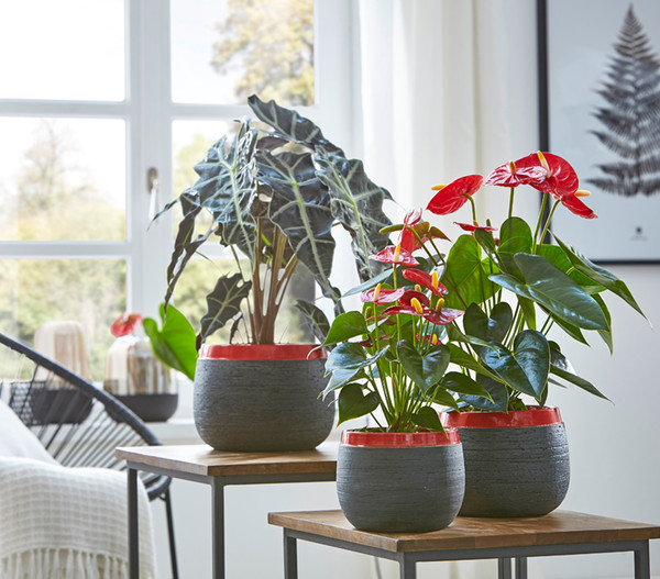 Große Flamingoblume - Anthurium andreanum, rot