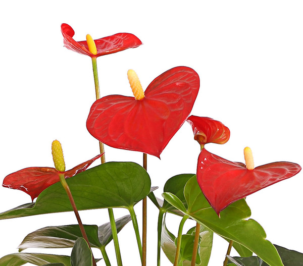 Große Flamingoblume - Anthurium andreanum, rot