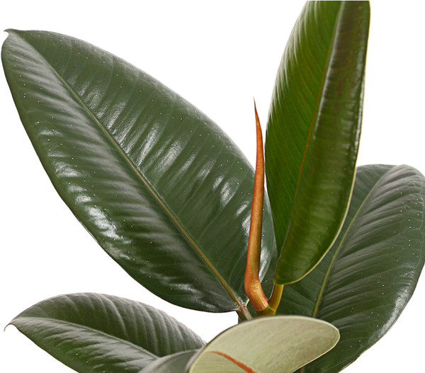 Gummibaum - Ficus elastica 'Abidjan'