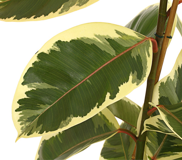 Gummibaum - Ficus elastica 'Tineke'