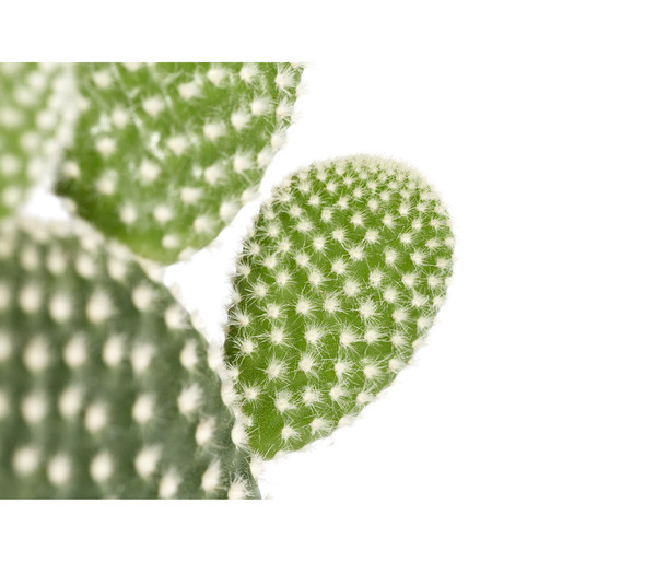 Hasenohr-Kaktus - Opuntia microdasys, verschiedene Sorten