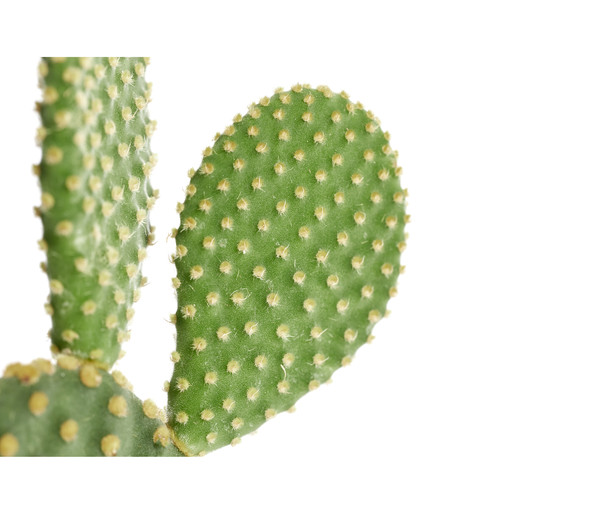Hasenohr-Kaktus - Opuntia microdasys