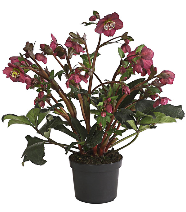 Schneerose 'Ice N' Roses® Red' - Helleborus Gold Collection®