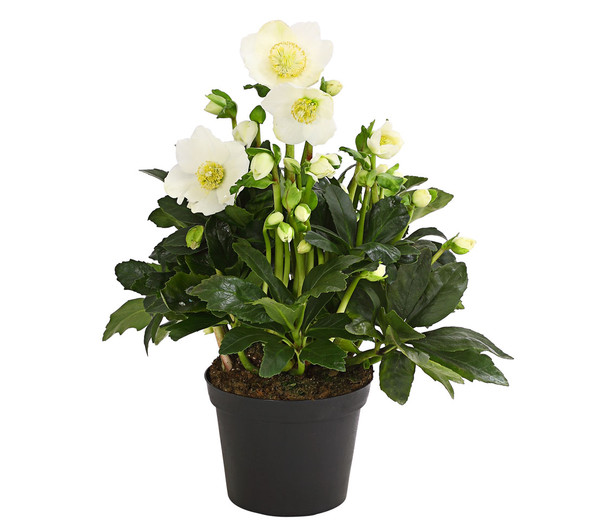 Christrose 'HGC® Wintergold®'