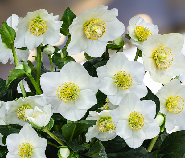 Christrose im Zinktopf