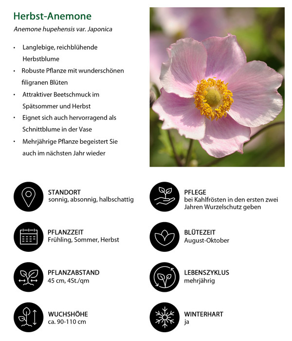 Herbst-Anemone, verschiedene Sorten