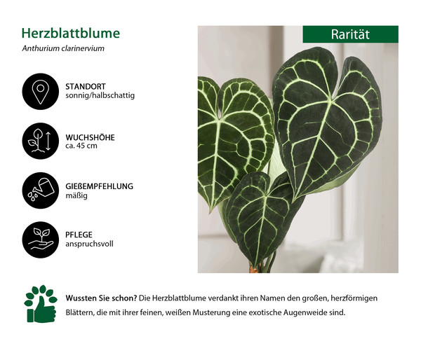 Herzblattblume - Anthurium clarinervium