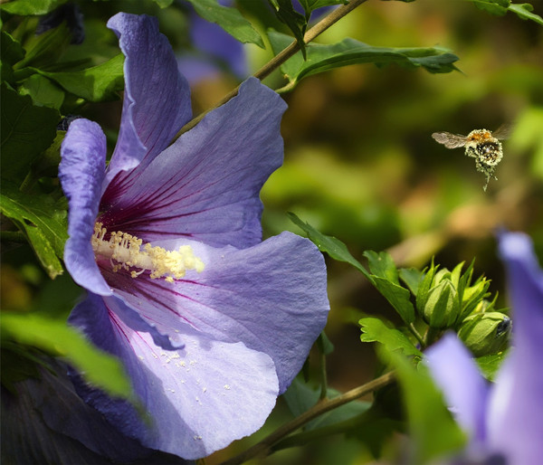 Hibiskus 'Blue Chiffon®' - Garten-Eibisch