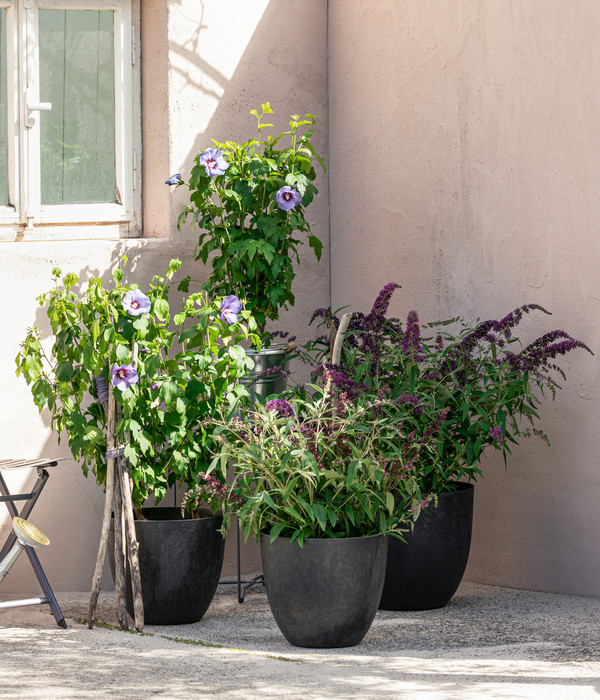 Hibiskus 'Blue Chiffon®' - Garten-Eibisch