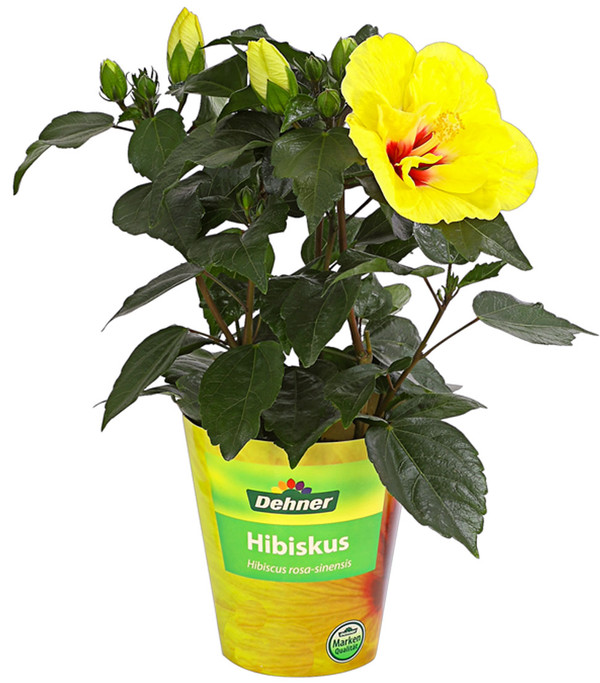 Zimmerhibiskus - Hibiscus rosa-sinensis, gefüllt, verschiedene Farben