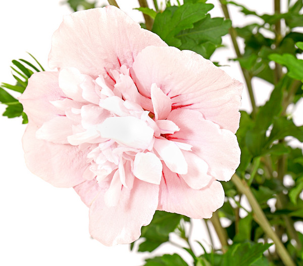 Hibiskus 'Pink Chiffon®' - Garten-Eibisch