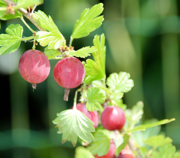 Stachelbeere 'Hinnonmäki', Busch