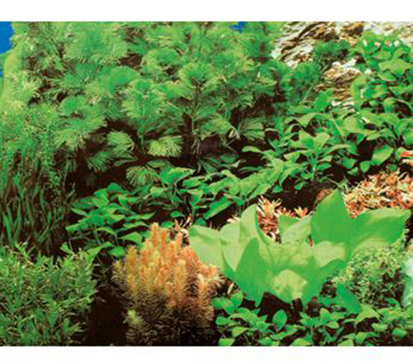 Hobby® Aquarium Rückwand Pflanzen 8/Marine Blue