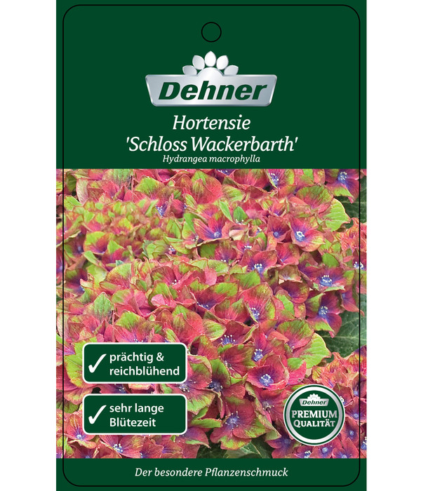 Hortensie 'Schloss Wackerbarth'