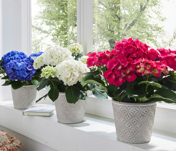 Hortensie - Hydrangea macrophylla