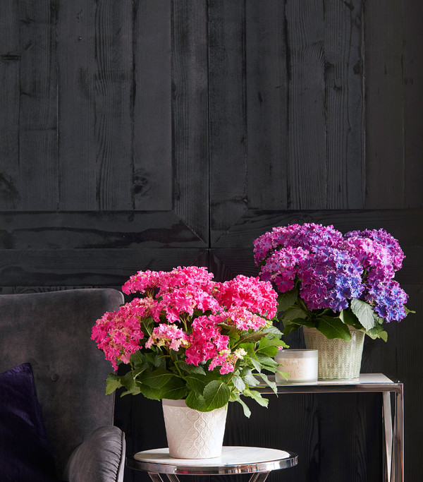 Hortensie - Hydrangea macrophylla 'Curly Wurly'