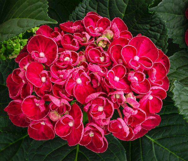 Hortensie - Hydrangea macrophylla 'Curly Wurly'