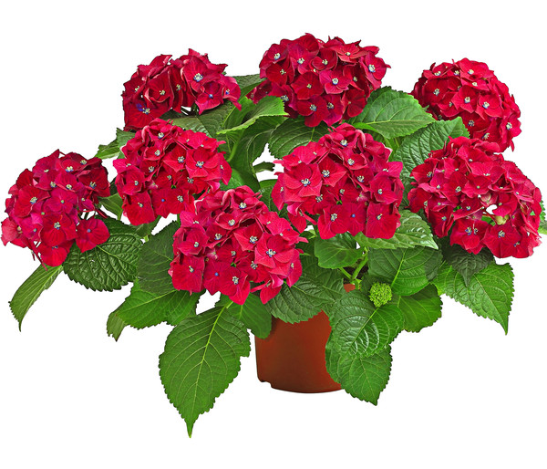 Hortensie - Hydrangea macrophylla 'Red Beauty®'