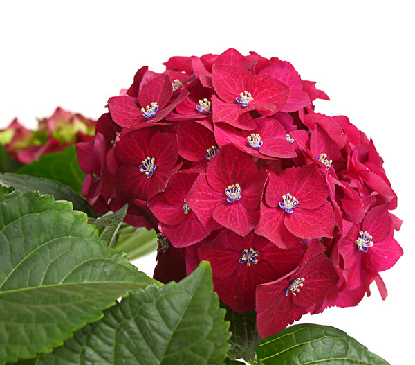 Hortensie - Hydrangea macrophylla 'Red Beauty®'