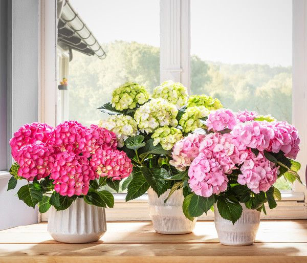 Hortensie 'Schloss Zuschendorf'