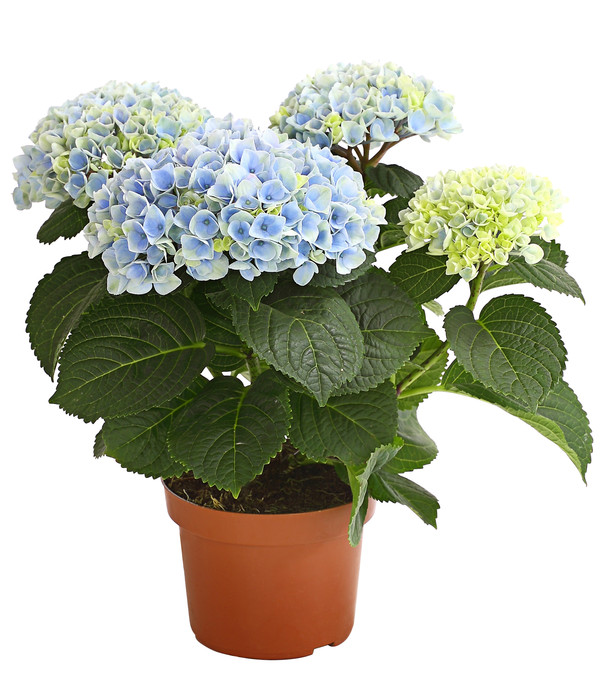 Hortensie 'Magical', verschiedene Farben